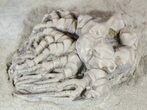 Cyathocrinites Crinoid Fossil - Indiana #52937-1